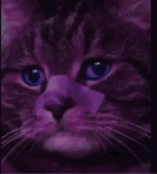 Bladerunner Sad Cat GIF - Bladerunner Sad Cat GIFs