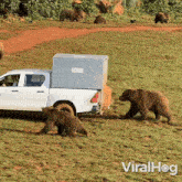 Feeding Bears Viralhog GIF - Feeding Bears Bear Viralhog GIFs