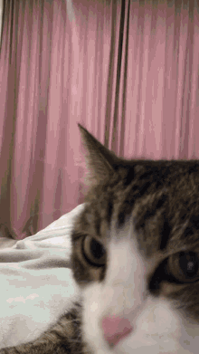 a cat is laying on a bed with a pink curtain in the background
