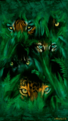 Tigers Watching GIF - Tigers Watching Eyes GIFs