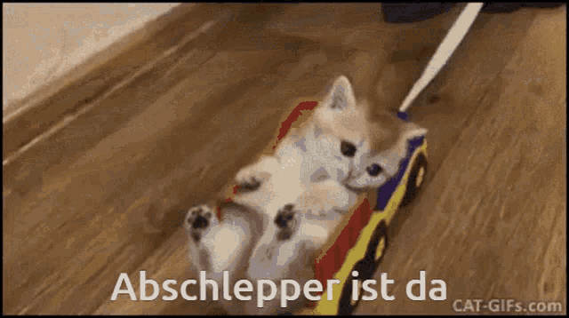 Superfette Katze GIF