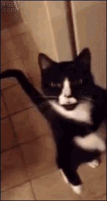 Creature1 Cat GIF - Creature1 Creature Cat GIFs