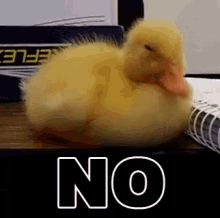 Nope GIF - Duckling Adorable No GIFs