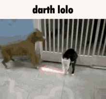 Cat Star Wars GIF - Cat Star Wars Lolo GIFs