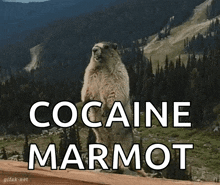 Marmot Isma GIF