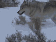 Wolf Wolf Therian GIF