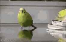 Perruche Oiseau GIF - Perruche Oiseau Green GIFs