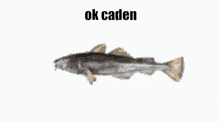 Ok Caden Fish Rotate GIF