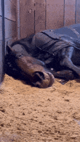 Sleeping Horse Tired Horse GIF - Sleeping Horse Tired Horse Spitfire Oversees Sleep GIFs