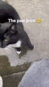 Cat Paw GIF - Cat Paw Print GIFs