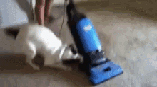 掃除機 犬　ワンチャン　掃除 GIF