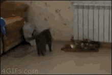 Cat Moving GIF - Cat Moving Omw GIFs
