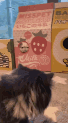 Cat Cats GIF - Cat Cats Carton GIFs
