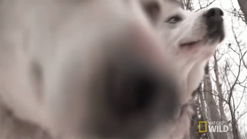 What Is That Smell? Did You Have Squirrel For Lunch? GIF
