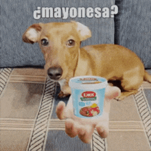 Dog Mayo GIF - Dog Mayo Pelmeni GIFs