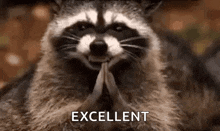 a raccoon is smiling and praying with its hands folded in front of its face .