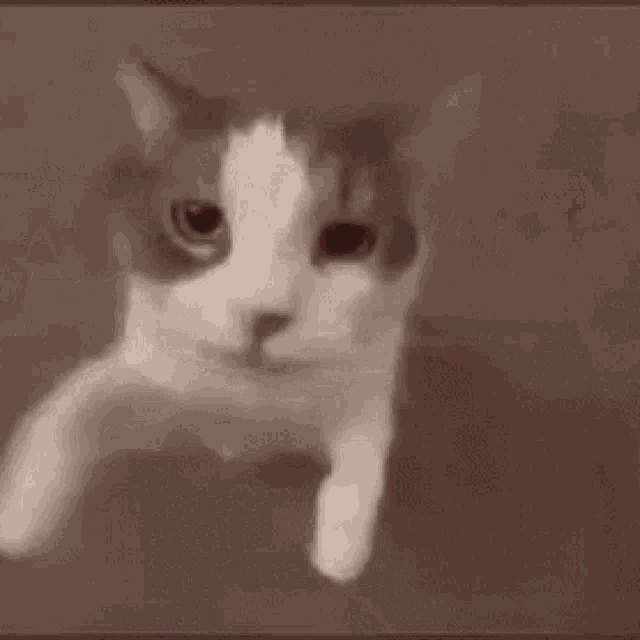 Cat Kiss Kiss Cat GIF - Cat Kiss Kiss Cat Cat Kissing Camera Meme -  Discover &amp; Share GIFs