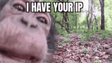 Ip I Have Your Ip Address Meme GIF - Ip I Have Your Ip Address Meme I Have Your Ip GIFs