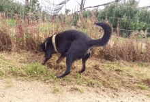 Dog Digging GIF