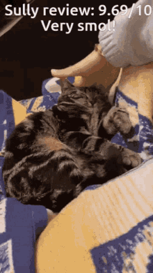 Cat Sully GIF - Cat Sully Kitty GIFs