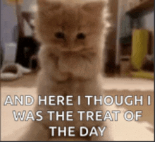 a kitten is standing on its hind legs with its paws crossed .