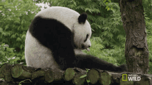 Bored Nat Geo Wild GIF - Bored Nat Geo Wild National Panda Day GIFs