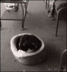 Dog Sneek Attack GIF - Dog Sneek Attack Get Out Of My Bed GIFs