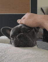 a person petting a french bulldog on a white blanket