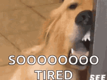 So Tired Dog GIF - So Tired Dog Exhausted GIFs