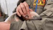 a person is petting an anteater 's ear with a stethoscope .