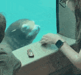 Seal Interested GIF - Seal Interested Attention GIFs