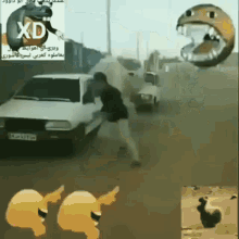 camel chase