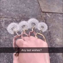 a person holding a bunch of dandelions with a caption that says " any last wishes "