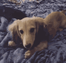 Puppy Remus GIF - Puppy Remus Wink GIFs
