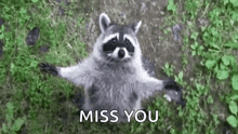 Raccoon Hug GIF