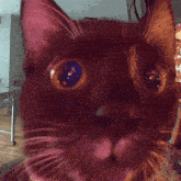 Cat котик GIF - Cat котик Stare Cat GIFs