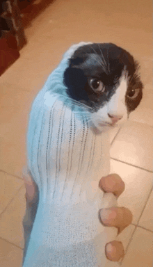 a black and white cat wrapped in a sock looks at the camera