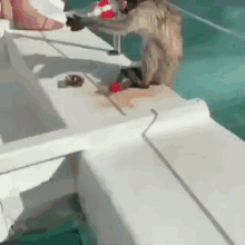 Monkey Boat GIF
