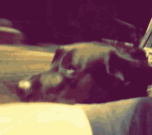Dog Labrador GIF - Dog Labrador GIFs