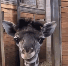 Tounge Out Giraffe GIF - Tounge Out Giraffe Funny Animals GIFs