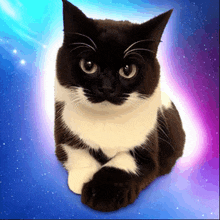 a black and white cat laying down with a purple background