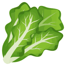 leafy lettuce