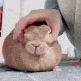 a person is petting a rabbit on the floor with their hands .