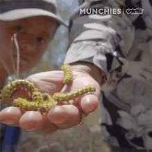 Insects Holding Caterpillars GIF - Insects Holding Caterpillars Holding Bug GIFs