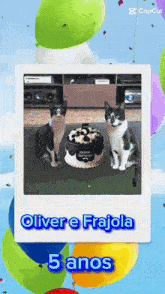 Gatos Oliver E Frajola GIF - Gatos Oliver E Frajola GIFs