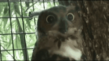 Jaimeeandamber Nervous GIF - Jaimeeandamber Nervous Owl GIFs