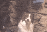 a brown and white dog in front of a stone wall