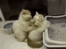 Kitty Massage GIF - Kitty Massage Cute GIFs