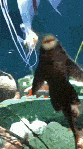 a fish with a very long tail is swimming in a tank
