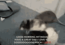 Rats Fight GIF - Rats Fight Goodmorning My Mouse GIFs